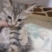 واگذاری بچه گربه باهوش و بازیگوش