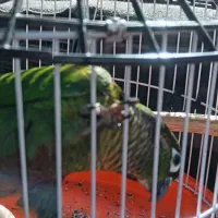 طوطی گرینچیک