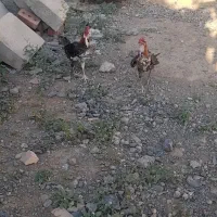 دو عدد خروس گلن لری