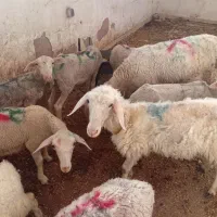 چندتابره ماده سالم آذوقه خور لاکن