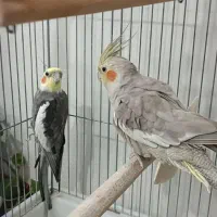 عروس هلندی فروش