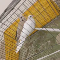 پرنده|پرنده|درگهان, |دیوار