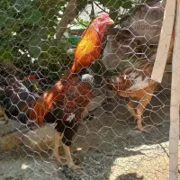 خروس لاری شش دانگ
