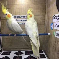 یه جفت عروس هلندی سرحال وسالم