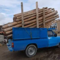 جمع آوری چوب سقفی درمحل