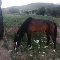 اسب مادیان