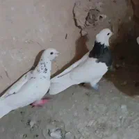 دوتا گرفتنی نر