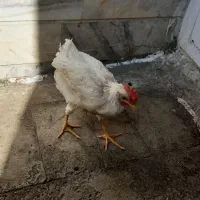دوعددخروس