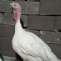 بقلمون گوشتی