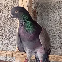 کبوتر مایه