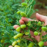 کارگر برای نخود چینی