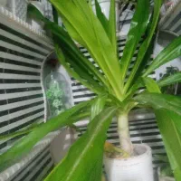 فروش گل ذرتی طول 170