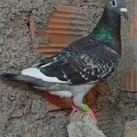 مگس پر غلط