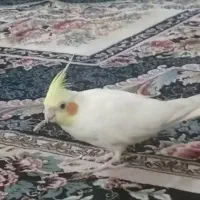 عروس هلندی