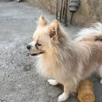 سگ پامر