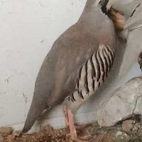 پرنده خروس خانگی