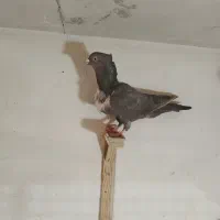 پرنده