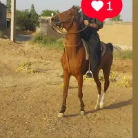 مادیون فروشی