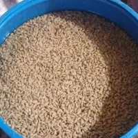 بذر نارنج تخم نارنج