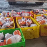 پخش مرغ کشتار روز آنزان طیور