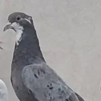 جوجه ریش سرور هفت رنگ