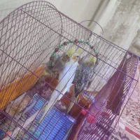 عروس‌هلندی