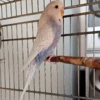 ۱عدد مرغ عشق نر انگلیسی