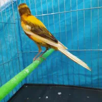 قناری های نرمست روانی وماده آماده وجفت دربابا غلام