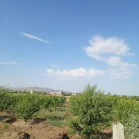 باغ دور فنس کشی