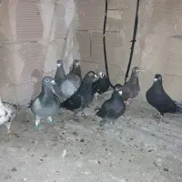 ۹تا کفتر همه باهم ۲۵۰۰مفت مفت