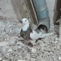 طوقی سرور
