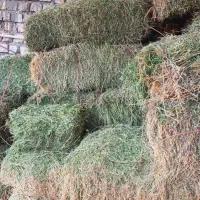 یونجه پارساله خشک پرگل