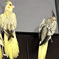 عروس هلندی