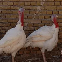 بوقلمون گوشتی|حیوانات مزرعه|تربت‌حیدریه, پائین ولایت|دیوار