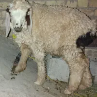 بره شیری