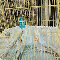 عروس هلندی
