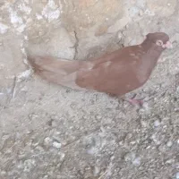 صرب نر اسپرت
