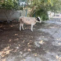 گوساله دورگ محلی ماده آماده پروار