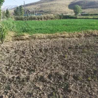 چیدن گیشنیز بااکیپ کاملا مجرب