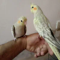 عروس هلندی زیبا
