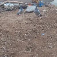 کبوتر تضمینی مسافتی