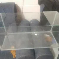 آکواریوم