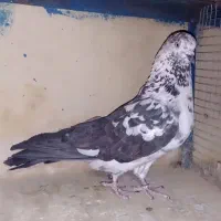 کبوتر سفیدقلم کار دم سیاه