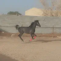 اسب عرب یک سر مصری