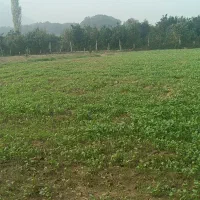 زمین-فروشی