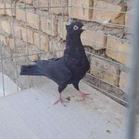 کفتر