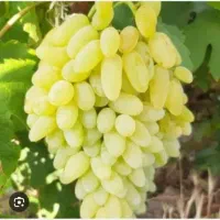 اجاره باغ انگوری با قیمت مناسب