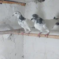 جوجه تیر سیاه