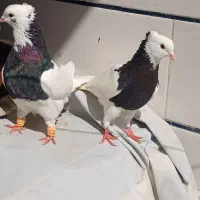 جفت کبوتر طوقی