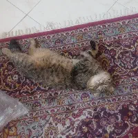 بیریتیش نر جهت جفت یابی